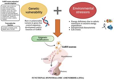 Gene-environment interaction in functional hypothalamic amenorrhea